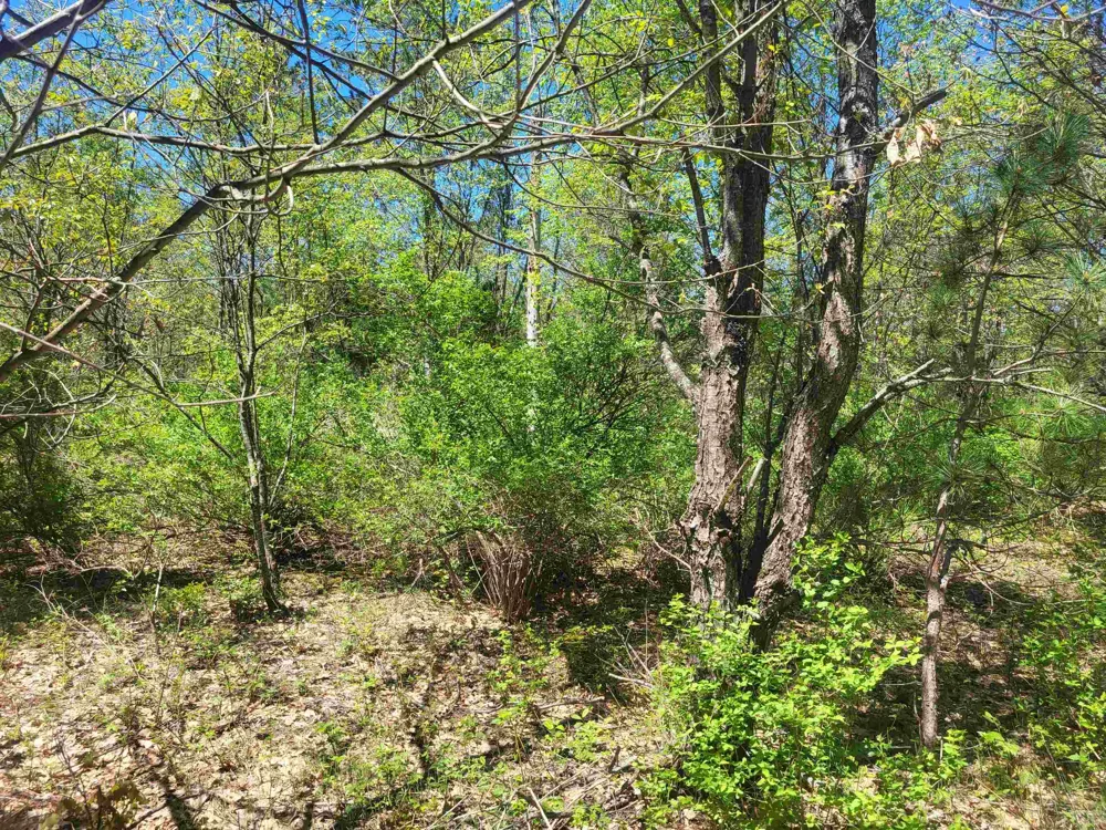 Hulbert Road Inland Township, MI 49643