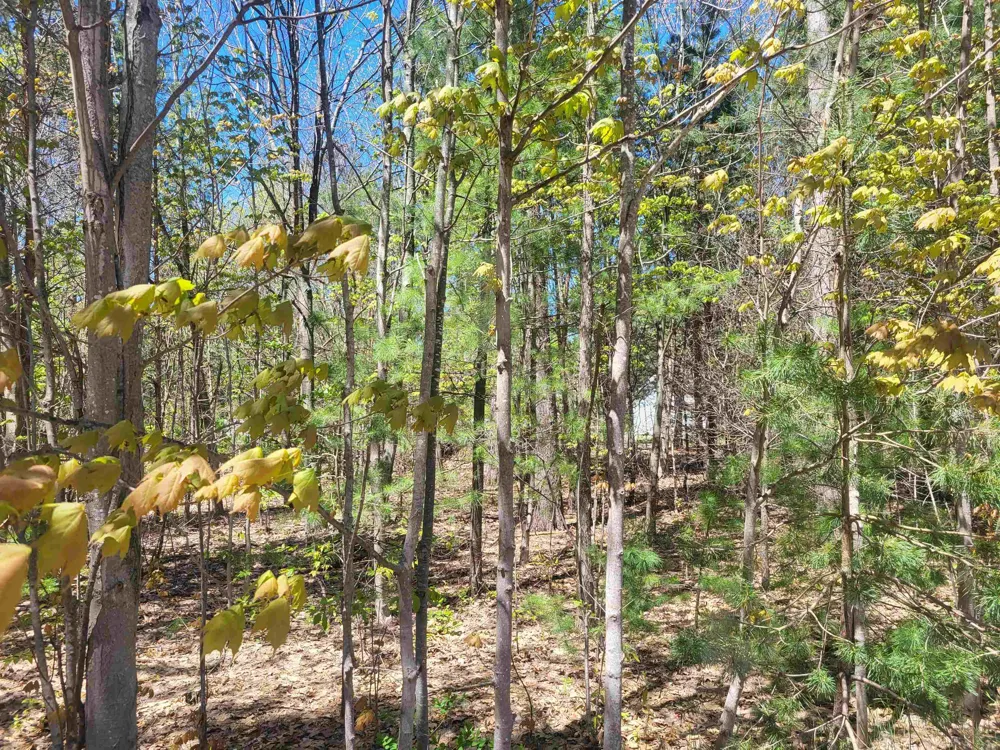 Hulbert Road Inland Township, MI 49643