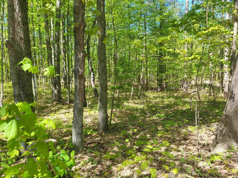 Hulbert Road Inland Township, MI 49643