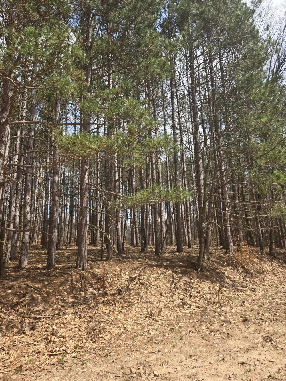 Bellefleur Drive #14 Bear Lake, MI 49614