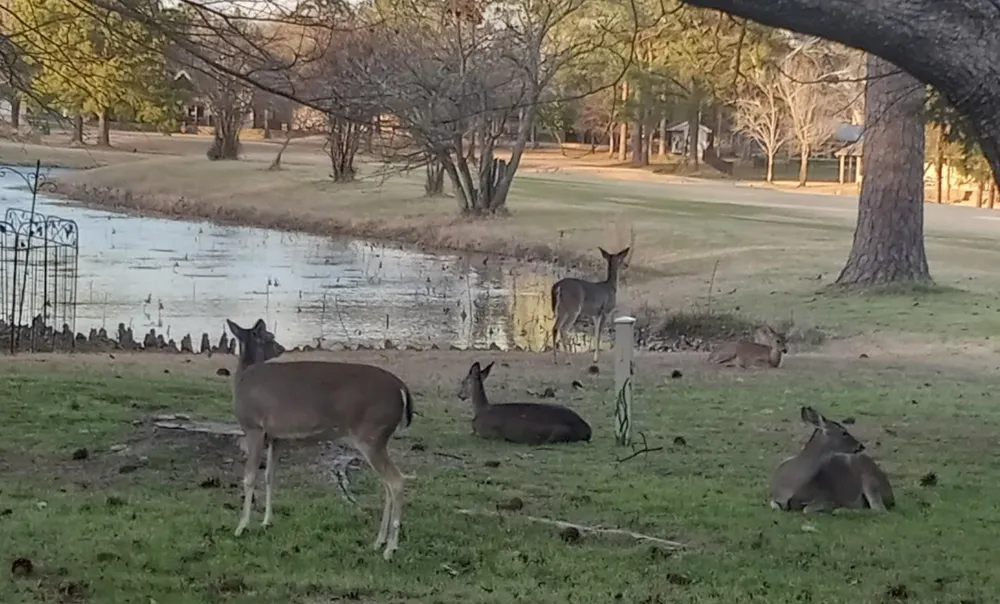 442 Greenbriar Trail Holly Lake Ranch, TX 75765