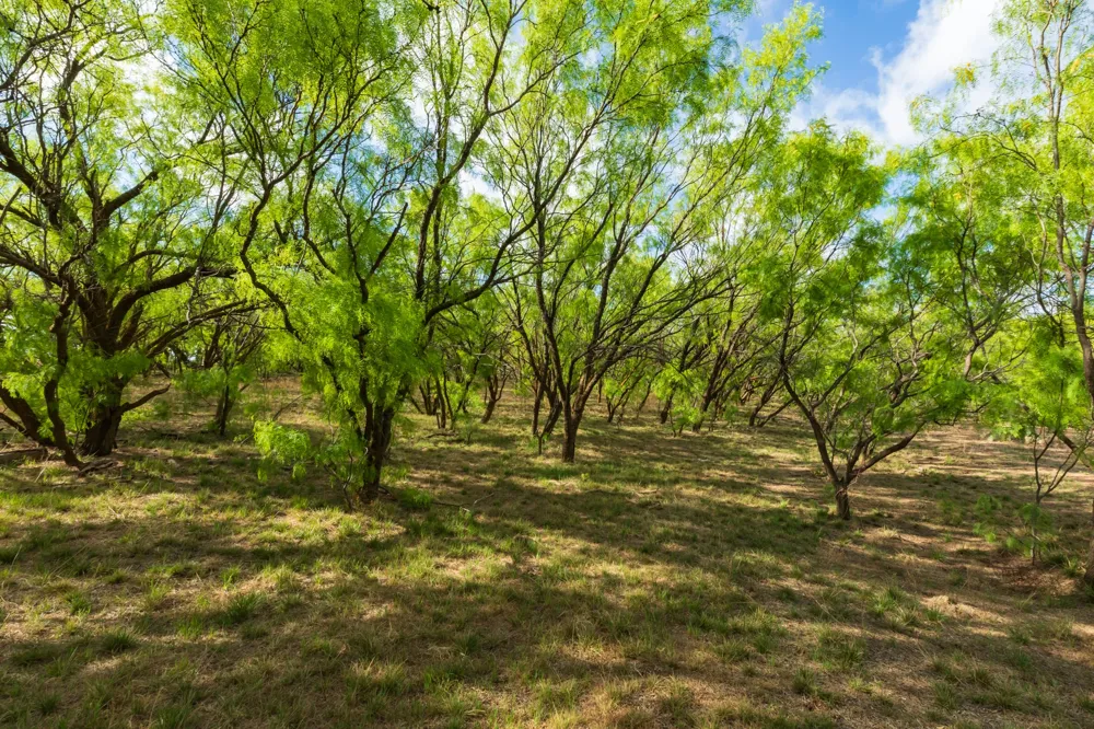 600 Fm 600 Haskell, TX 79553