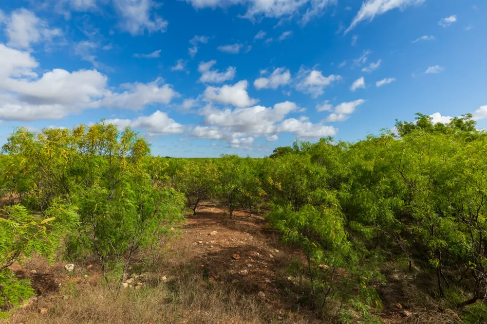 600 Fm 600 Haskell, TX 79553