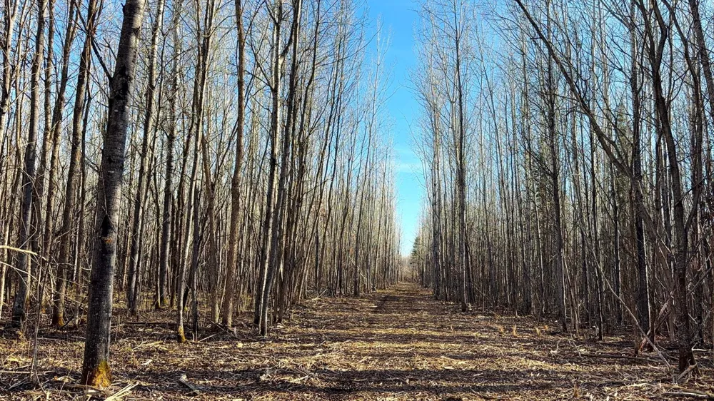 Lot F County Road 79 Littlefork, MN 56653