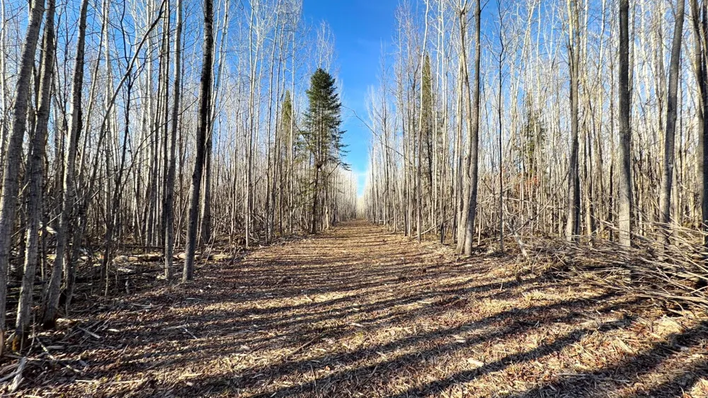 Lot F County Road 79 Littlefork, MN 56653