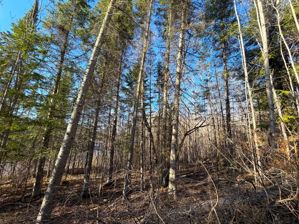 Lot F County Road 79 Littlefork, MN 56653