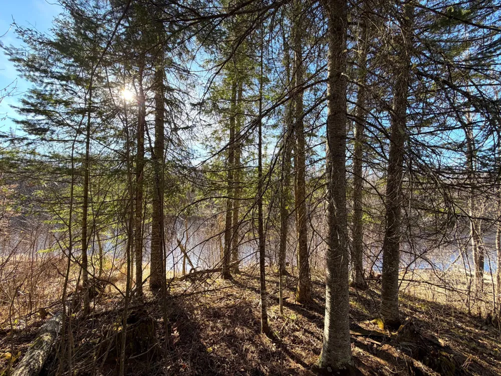 Lot F County Road 79 Littlefork, MN 56653