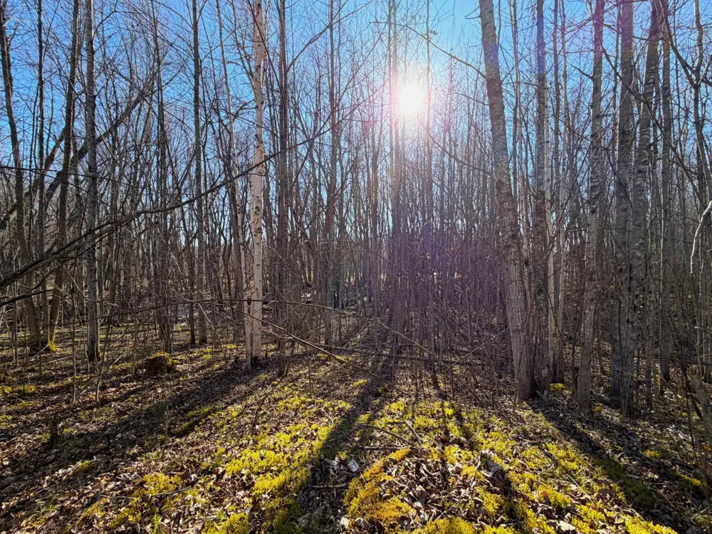 Lot F County Road 79 Littlefork, MN 56653