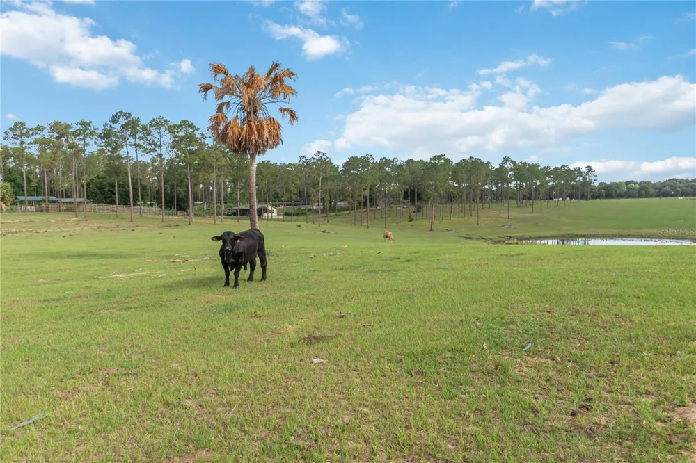 23175 BUCKHILL ROAD Howey In The Hills, FL 34737