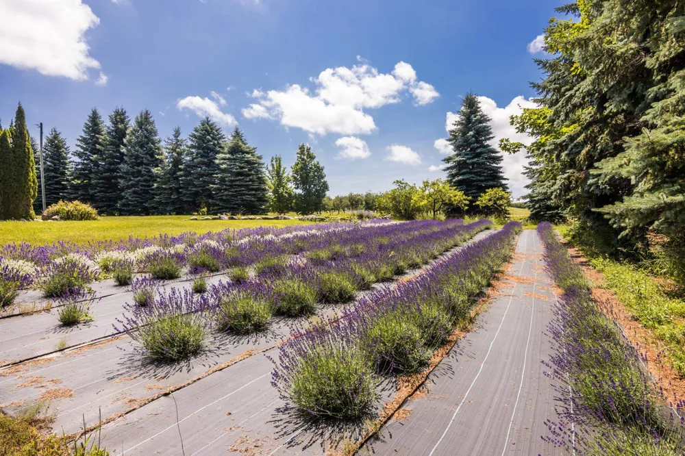 4133 Old Mission Road Peninsula Township, MI 49686