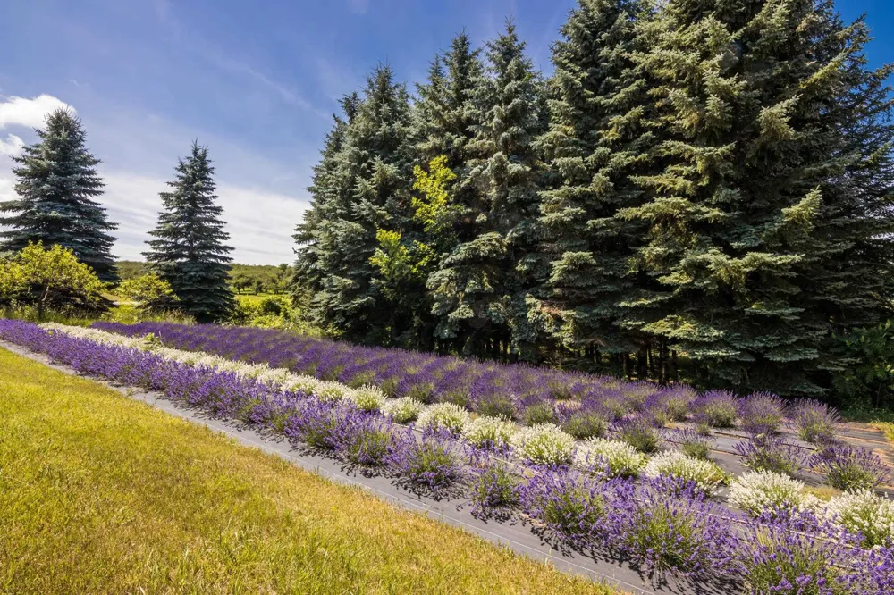 4133 Old Mission Road Peninsula Township, MI 49686
