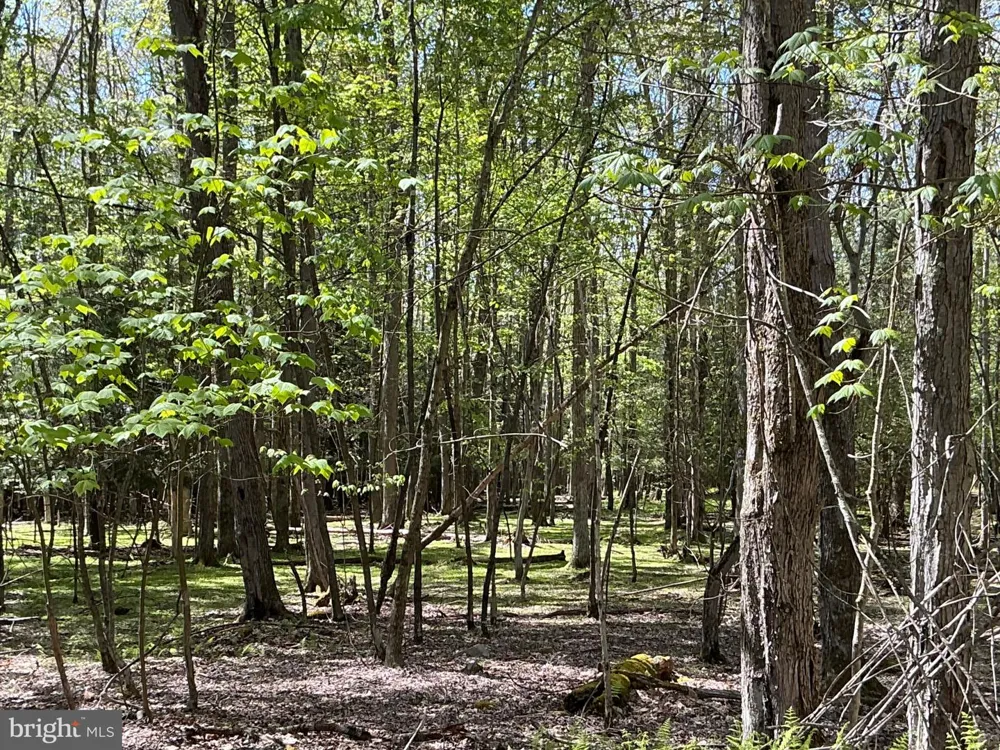 6.89 ACRES WOODLANDS HILL DR DRIVE Oakland, MD 21550