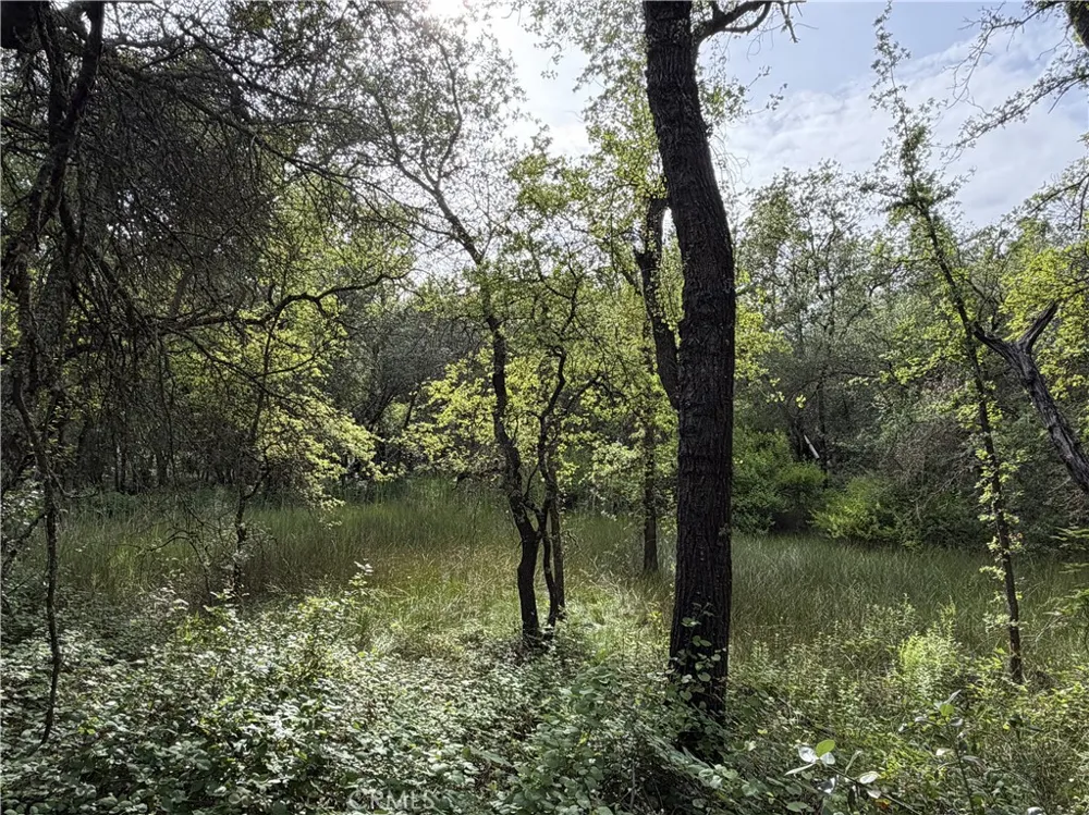 Ophir Road Oroville, CA 95966