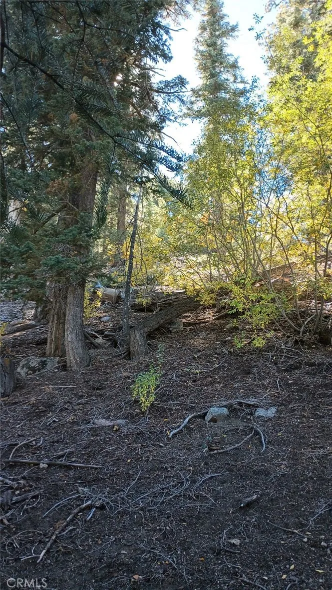 Cherry Big Bear Lake, CA 92315