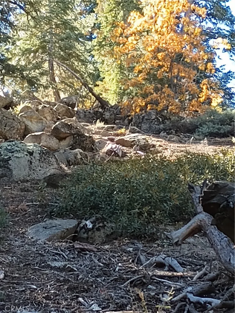 Cherry Big Bear Lake, CA 92315