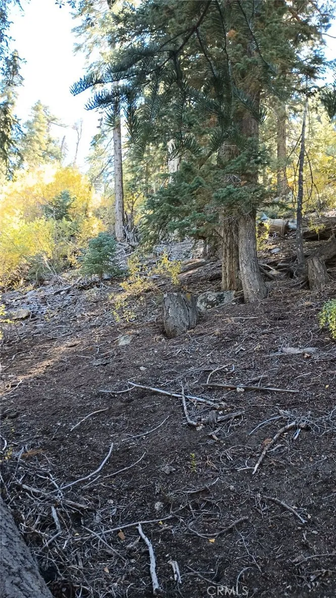 Cherry Big Bear Lake, CA 92315