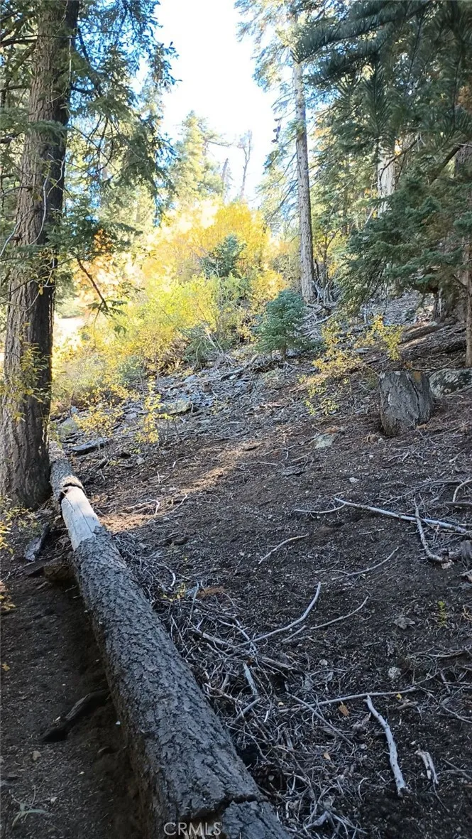Cherry Big Bear Lake, CA 92315
