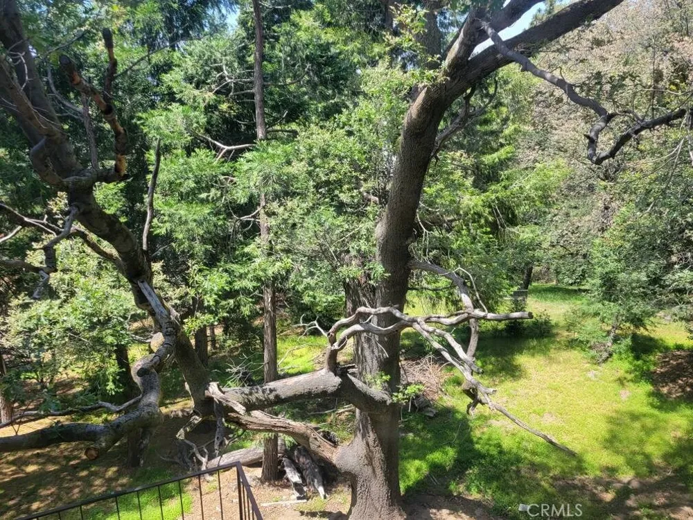 550 Coyote Trail Cedarpines Park, CA 92325