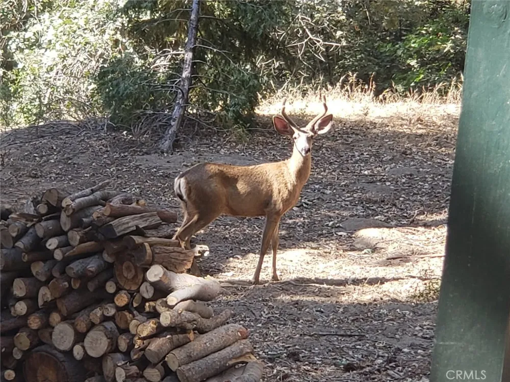 550 Coyote Trail Cedarpines Park, CA 92325