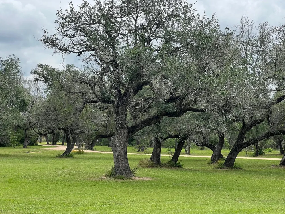1218 Forest Oak Drive Altair, TX 77442