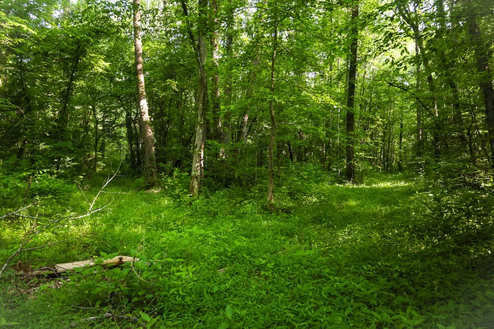 0 Bunches Chapel Road Parsons, TN 38363