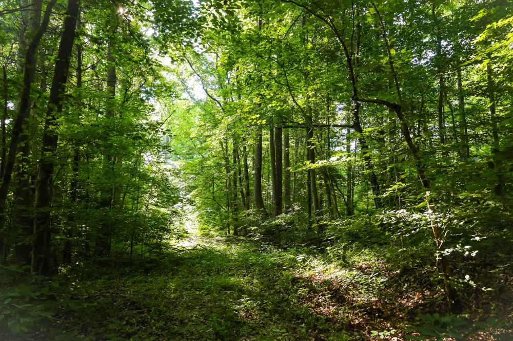0 Bunches Chapel Road Parsons, TN 38363