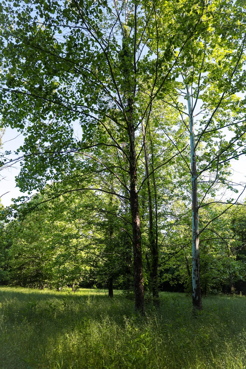 0 Bunches Chapel Road Parsons, TN 38363