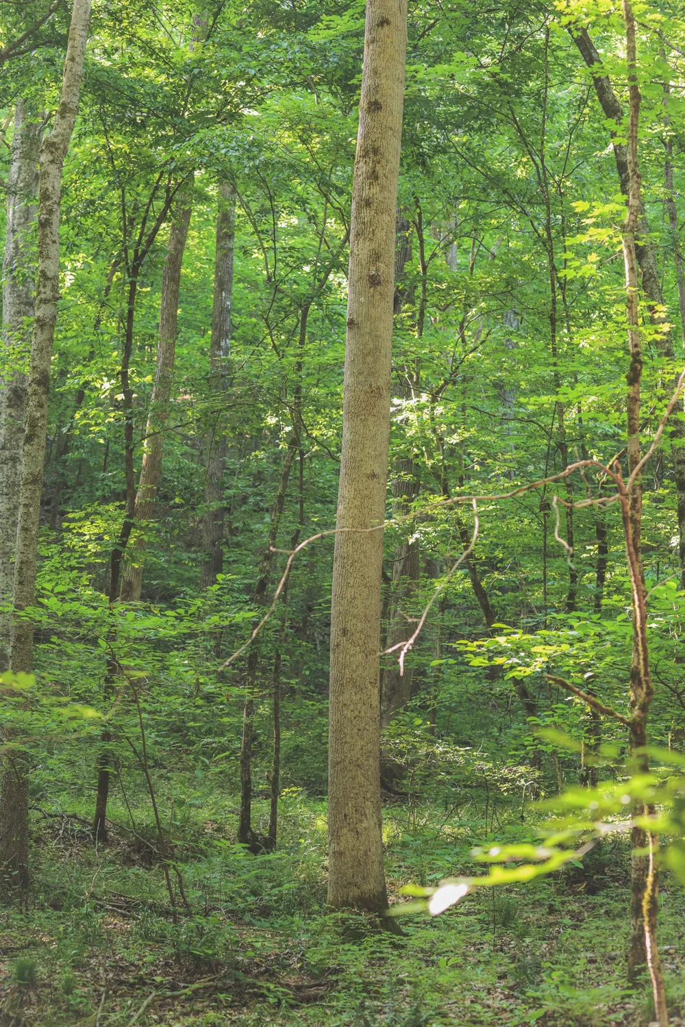 0 Bunches Chapel Road Parsons, TN 38363