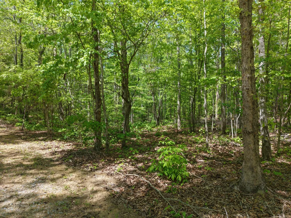 0 Jim Black Drive Old Fort, TN 37362
