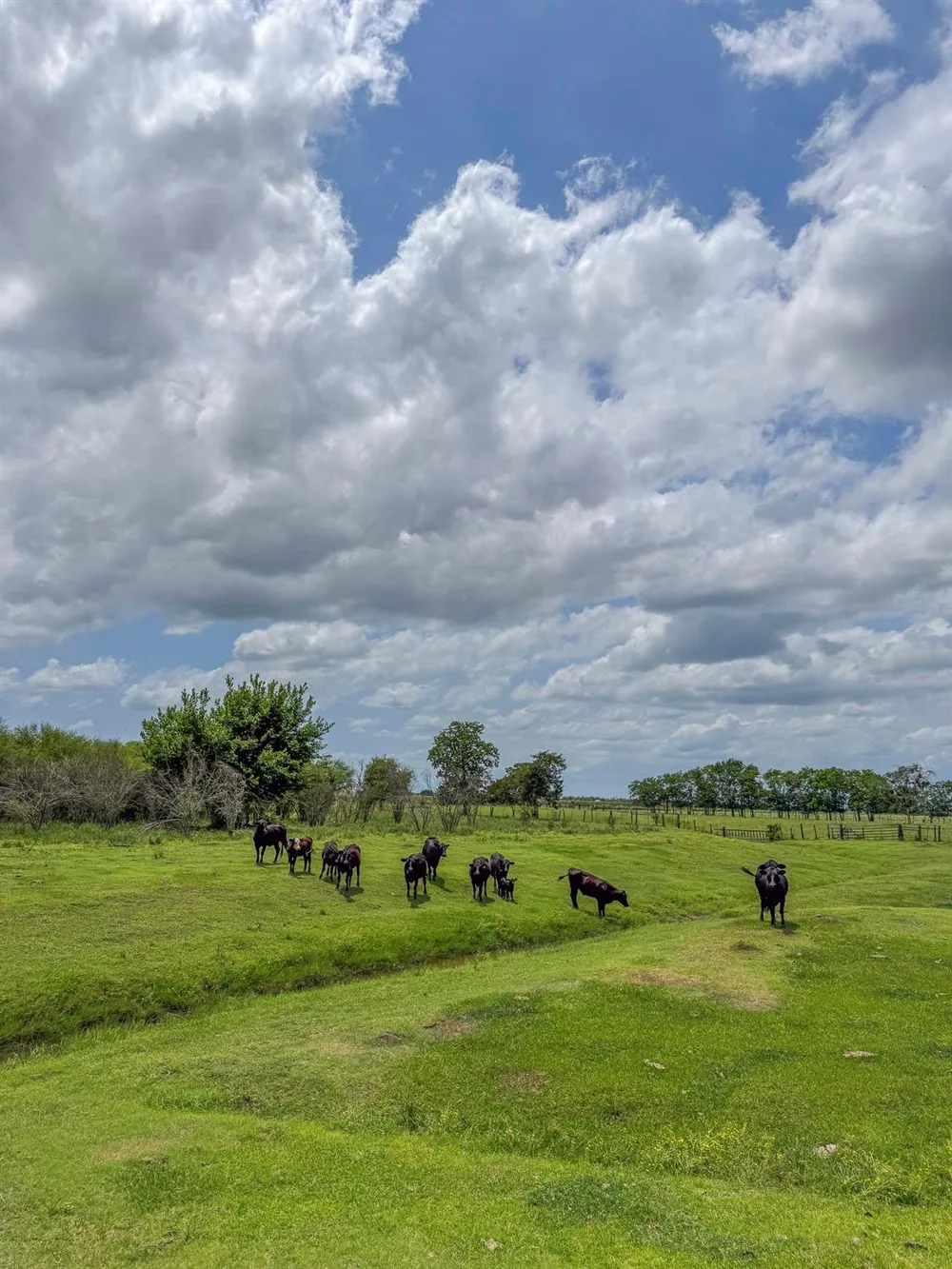 11810 Zamanek Road Needville, TX 77461