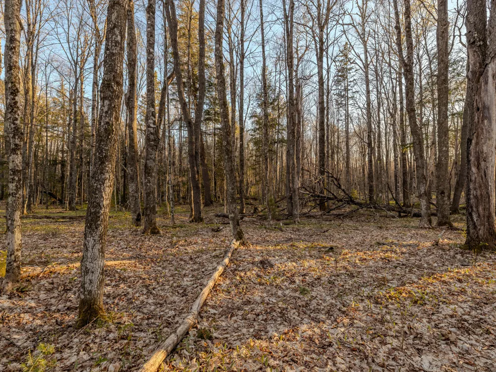 6 Federal Forest Highway 16 Iron River, MI 49935