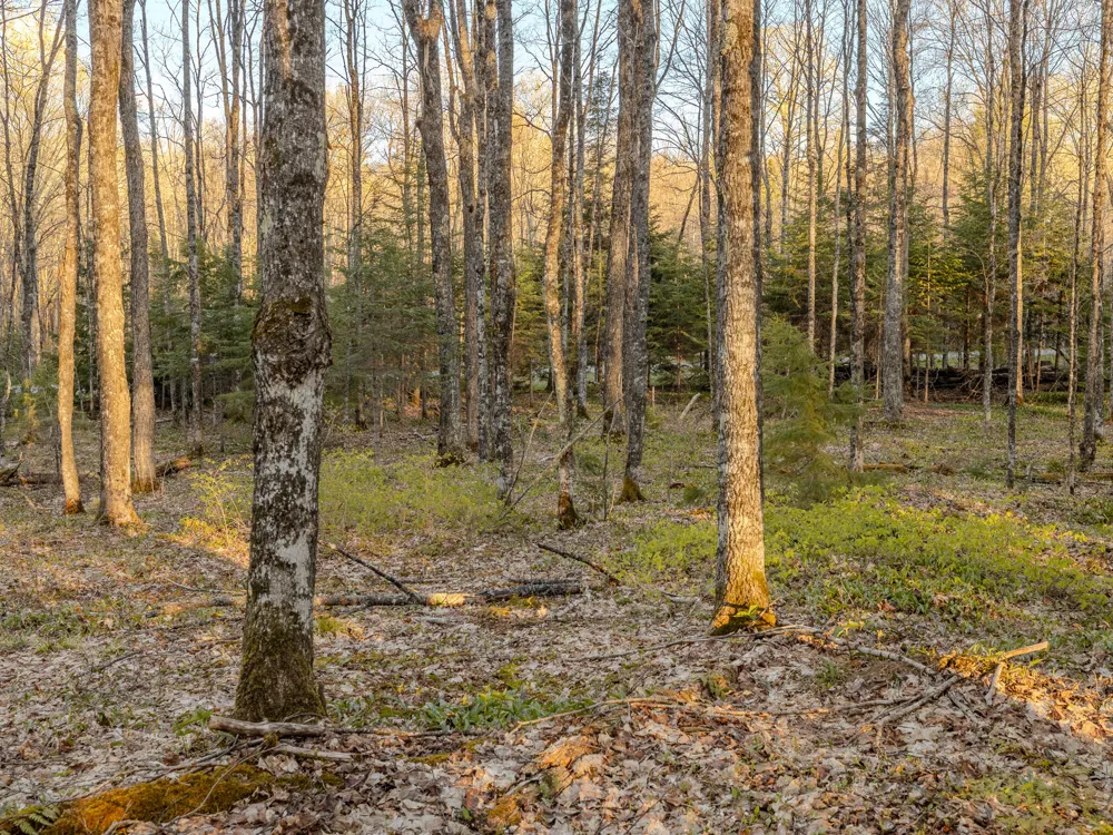 4 Federal Forest Highway 16 Iron River, MI 49935