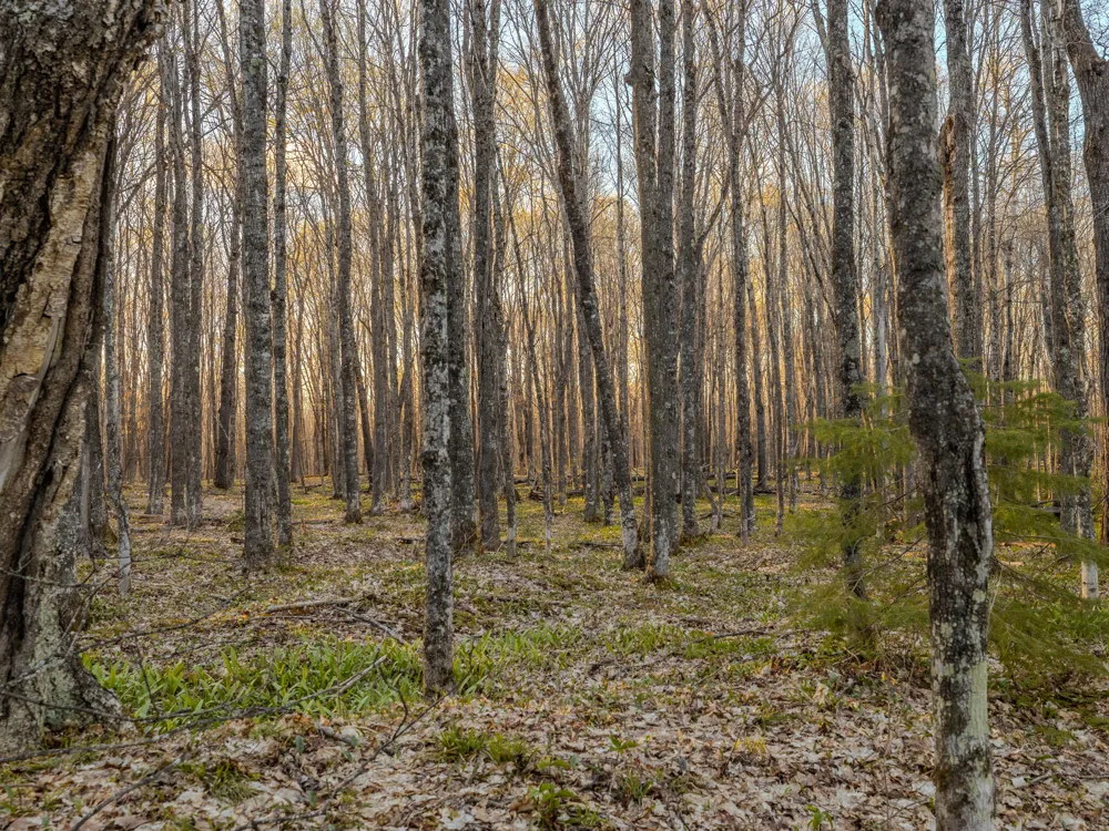 3 Federal Forest Highway 16 Iron River, MI 49935