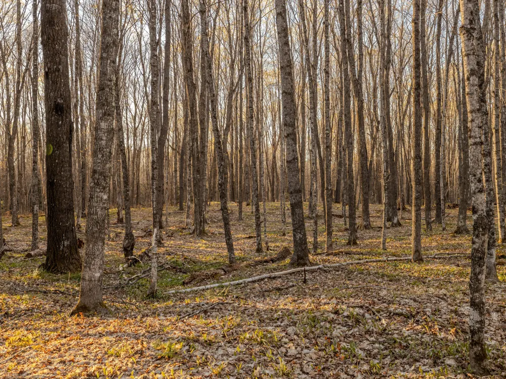 3 Federal Forest Highway 16 Iron River, MI 49935
