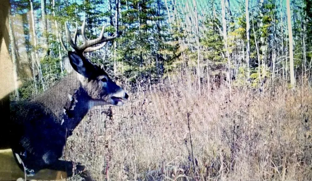 TBD State Hwy 172 Cliff Baudette, MN 56623
