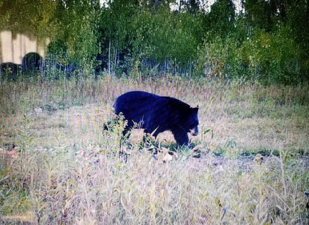 TBD State Hwy 172 Cliff Baudette, MN 56623