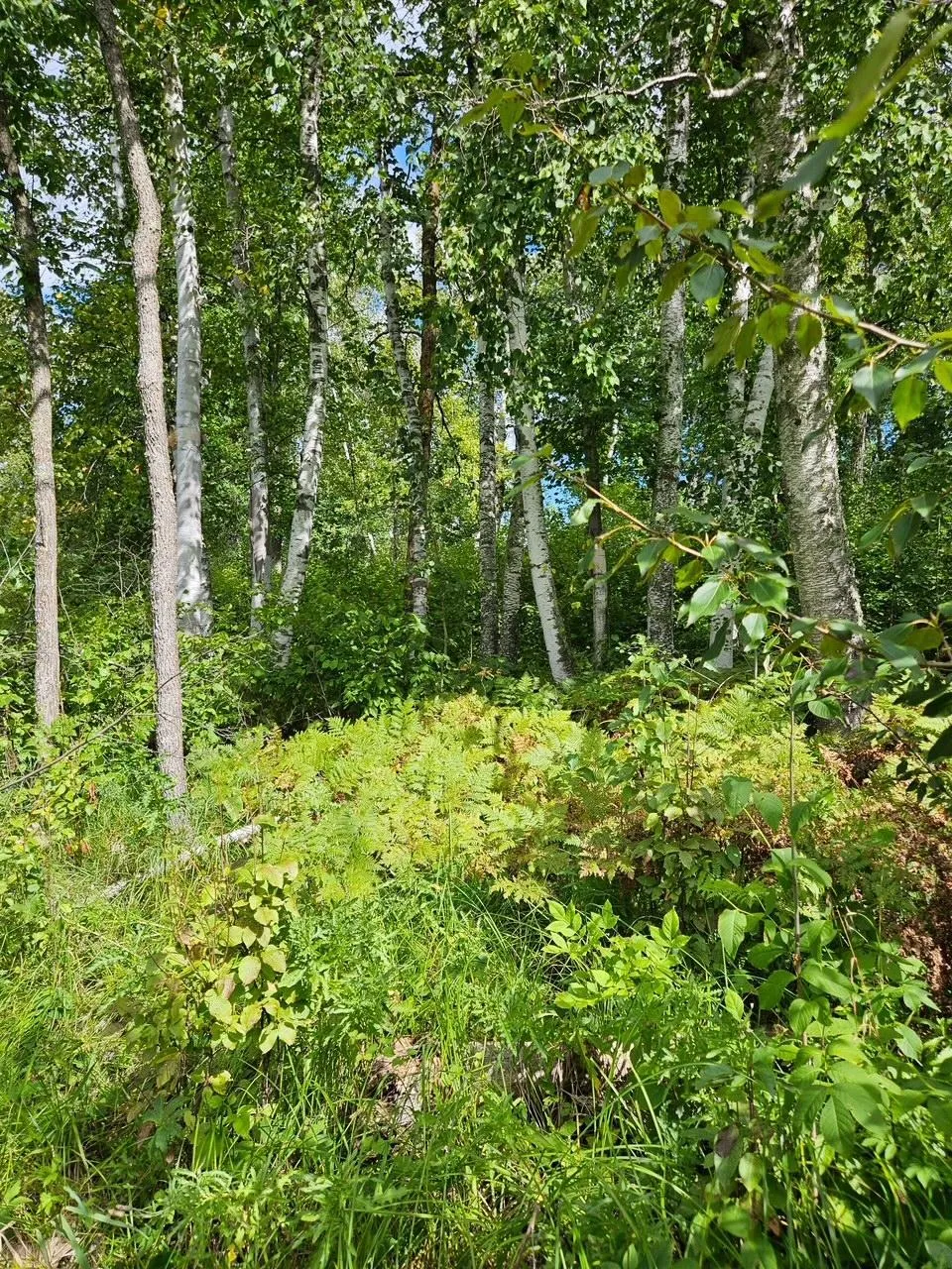 _ __Birch Circle Drive NW Baudette, MN 56623