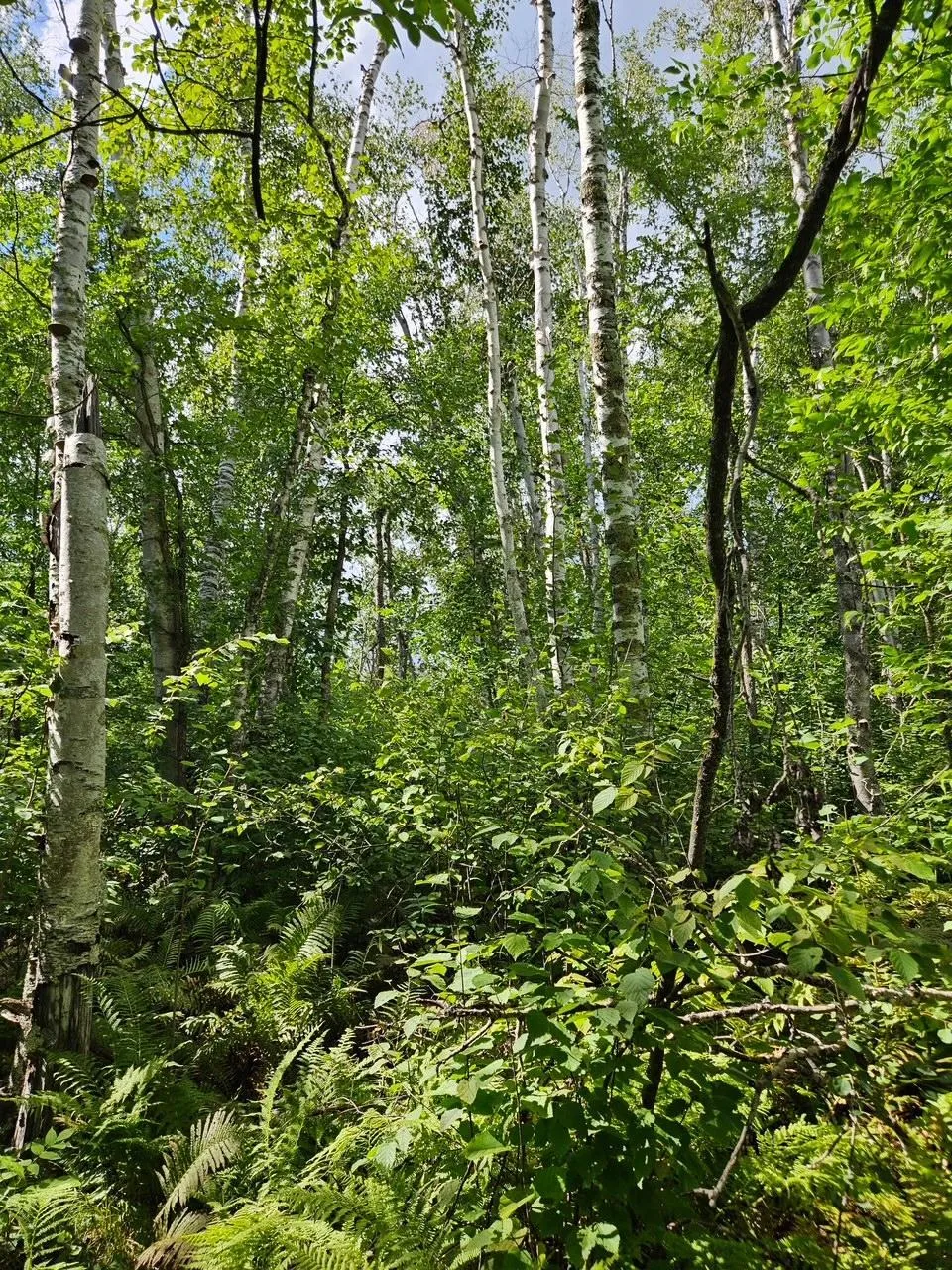 _ __Birch Circle Drive NW Baudette, MN 56623