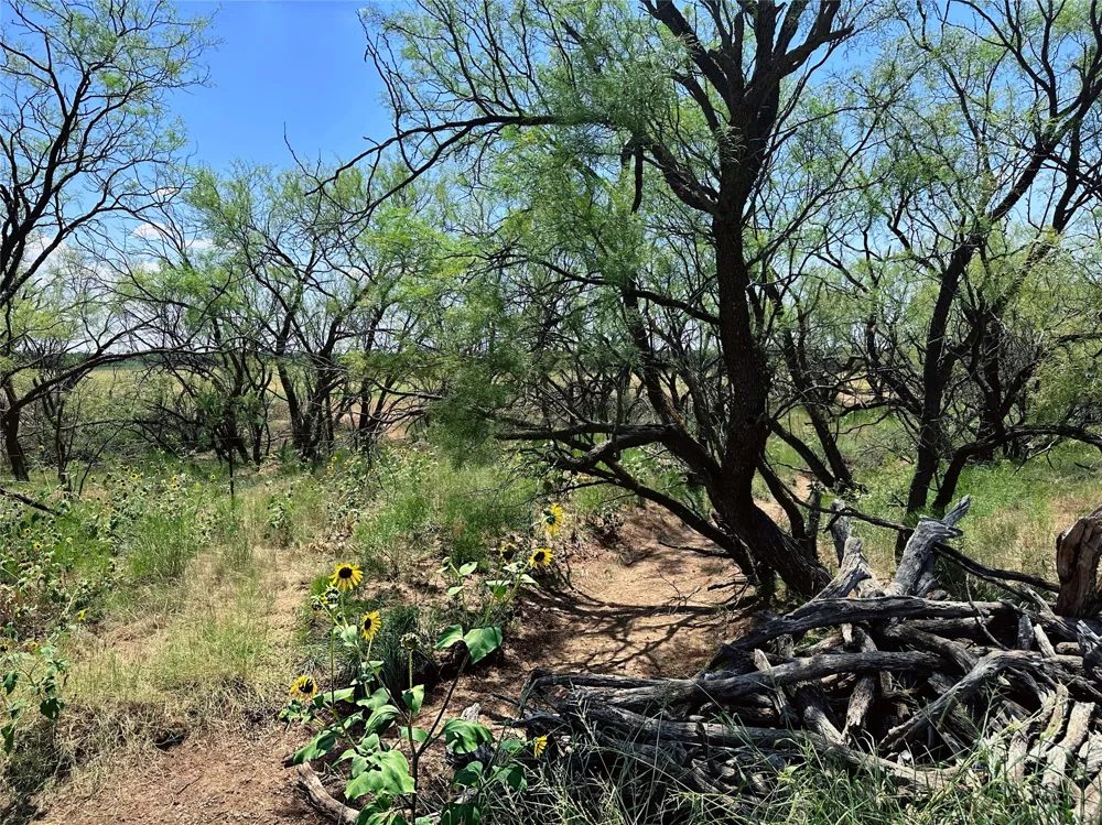 County Road 356 Anson, TX 79501