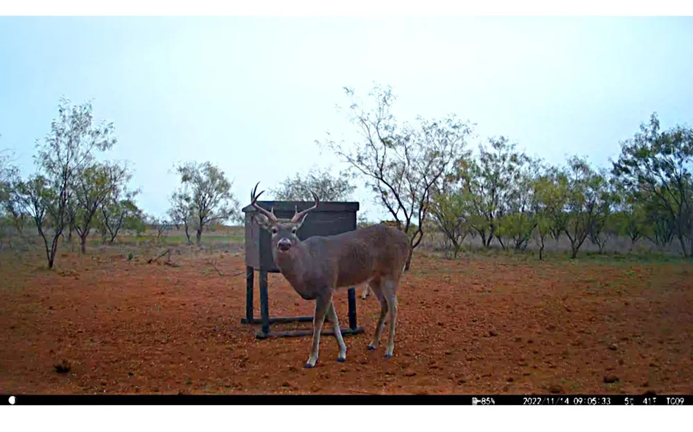 County Road 356 Anson, TX 79501