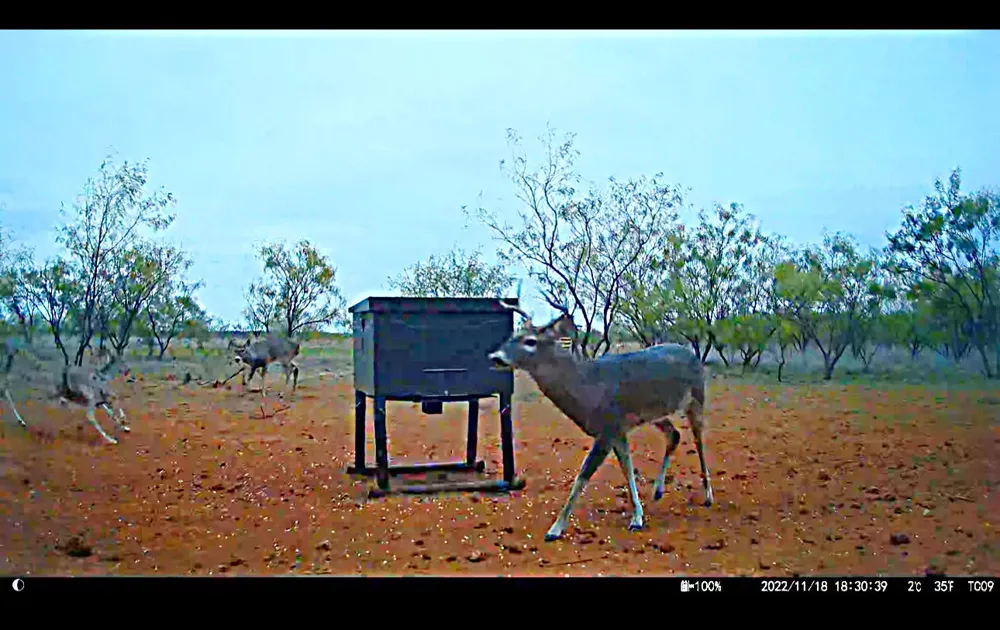 County Road 356 Anson, TX 79501