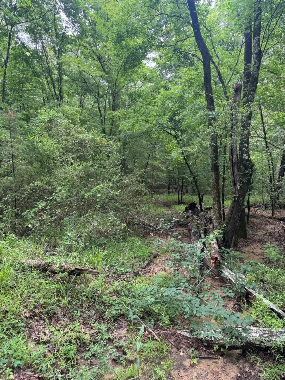 County Road 4679 Tenaha, TX 75974
