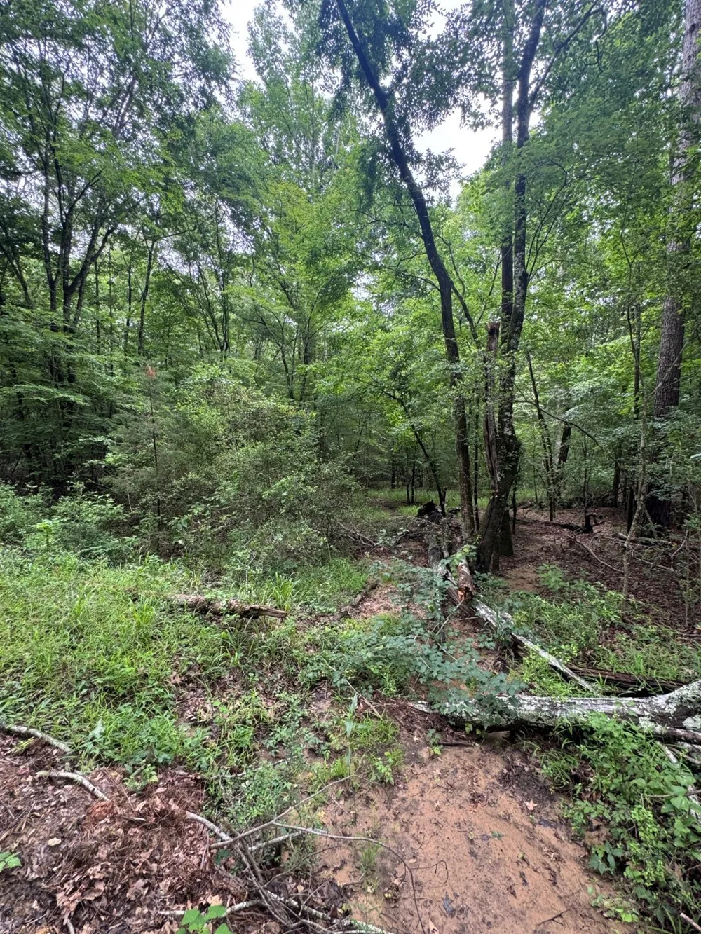 County Road 4679 Tenaha, TX 75974