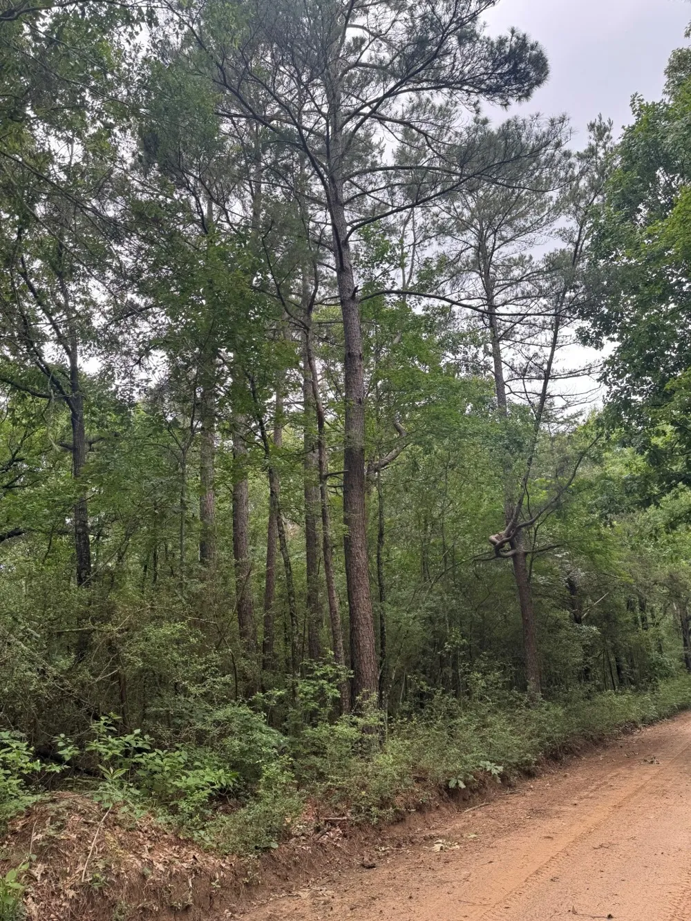County Road 4679 Tenaha, TX 75974