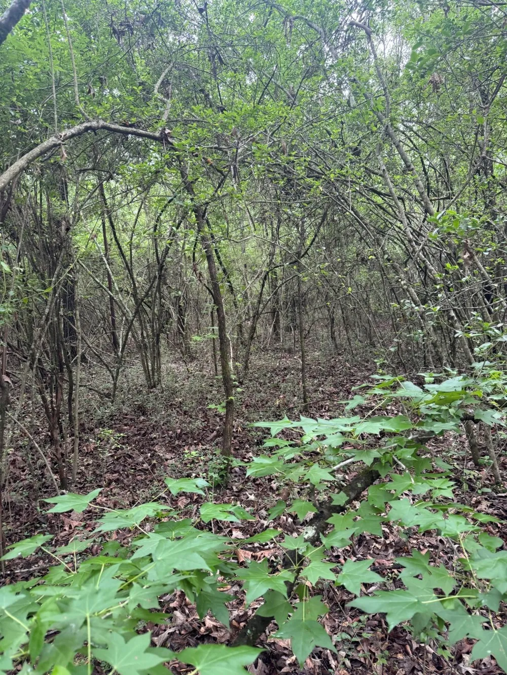 County Road 4679 Tenaha, TX 75974