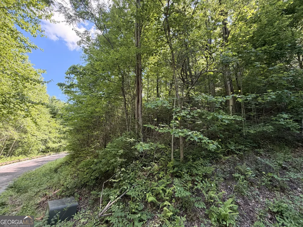 0 Shake Hollow Rabun Gap, GA 30568