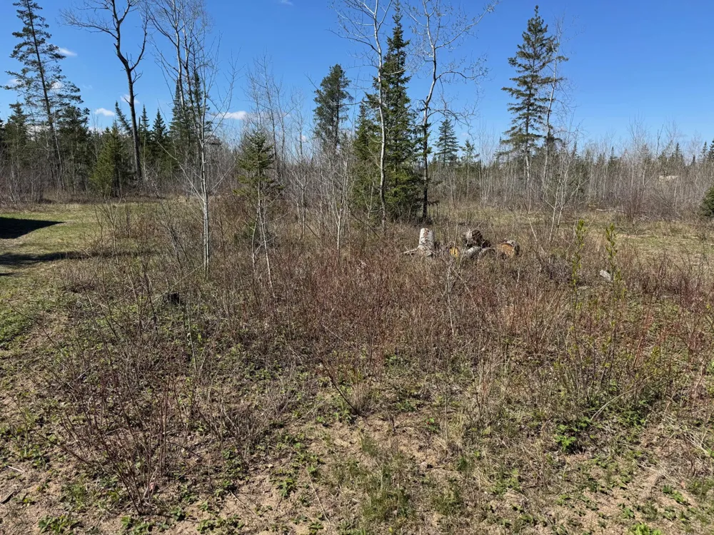 TBD Thompson Forest Road Roseau, MN 56751
