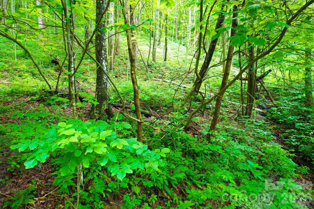 4 White Birch Court #422 Black Mountain, NC 28711