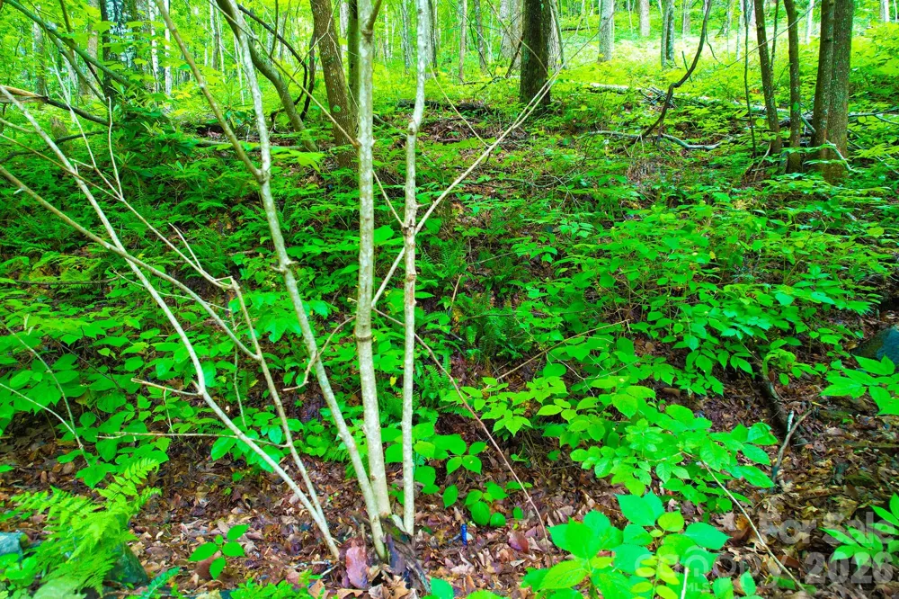 4 White Birch Court #422 Black Mountain, NC 28711