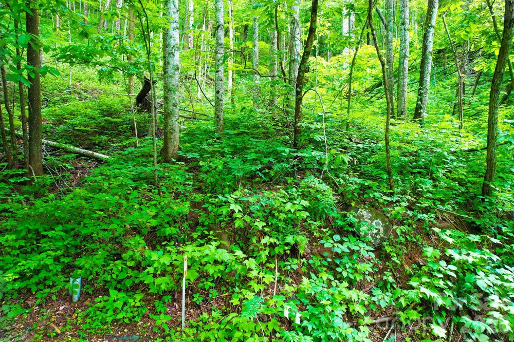 4 White Birch Court #422 Black Mountain, NC 28711